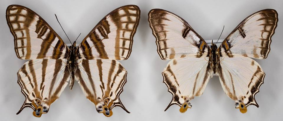 Cyrestis camillus camillus  (collection, Africa, aberration at right) (Internet Image property of respective owner, non-commercial use only)